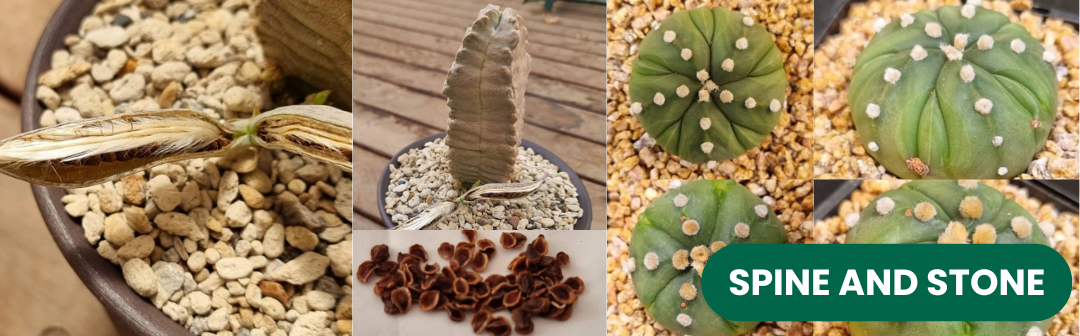 Plants