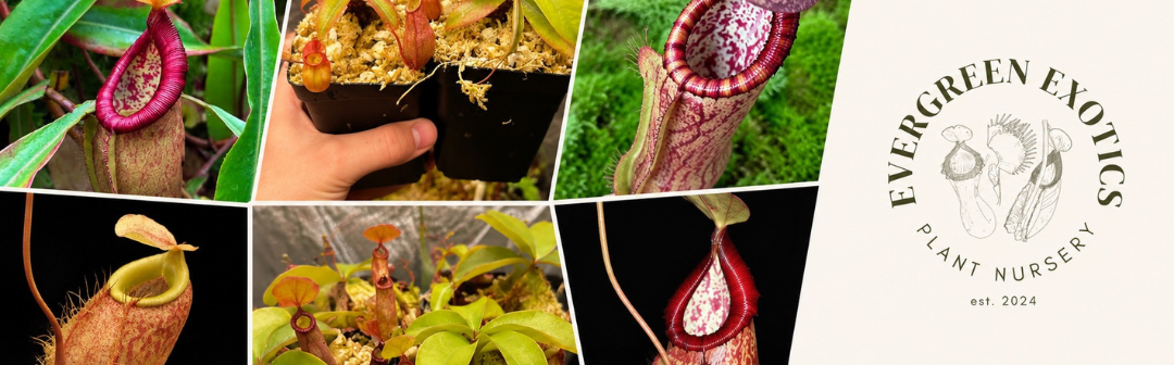 Plants