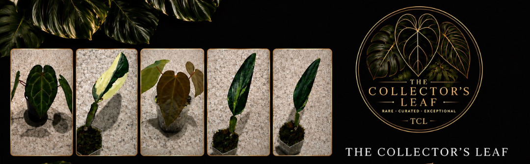 Plants