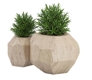 Plants in pots