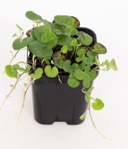 Dichondra reptans