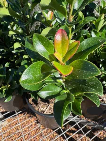 Rhaphiolepis indica 'Snow Maiden'