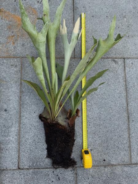 Platycerium bifurcatum Netherlands Elkhorn Fern  Double Offset