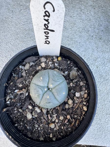 Lophophora williamsii var Cardona