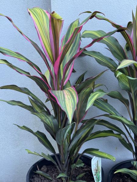 Cordyline fruticosa Kiwi