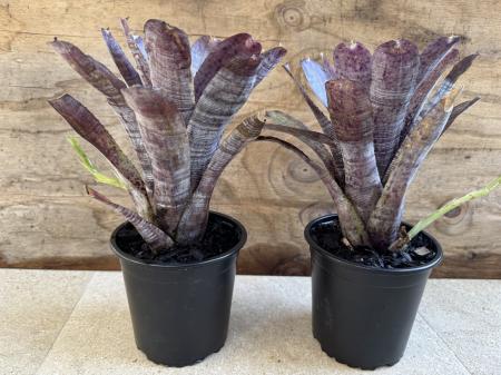 Neoregelia pauciflora  medium size