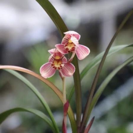 Cymbidium Hong Cao Hong He