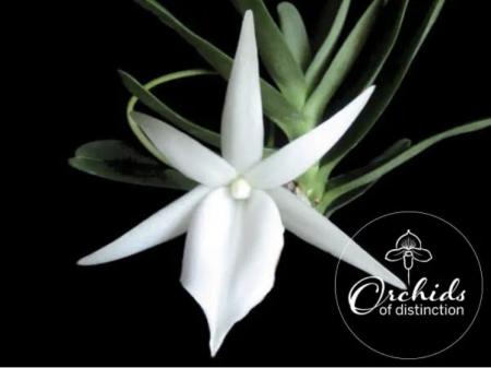 Angraecum didieri