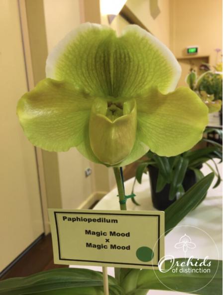 Paph (Thunderglen Blumen Insel x World Beater )x Magic Mood x Salamander