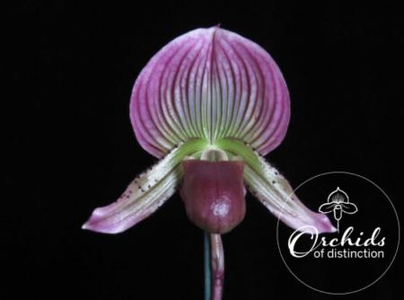 Paph Black Spider x Hsinying Superwings Distinction