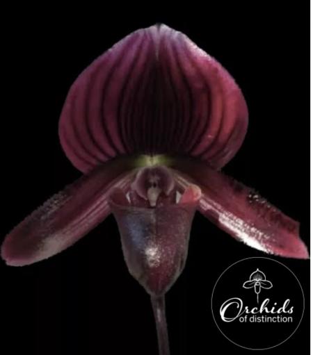 Paph Doya Impulse x Red Shift