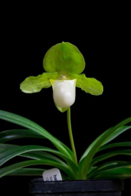 Paph henryanum x sib (fma Album Albino Beauty x semi album High Life)