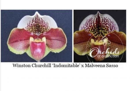 Paph Moody Person x Winston Churchill Indomitable
