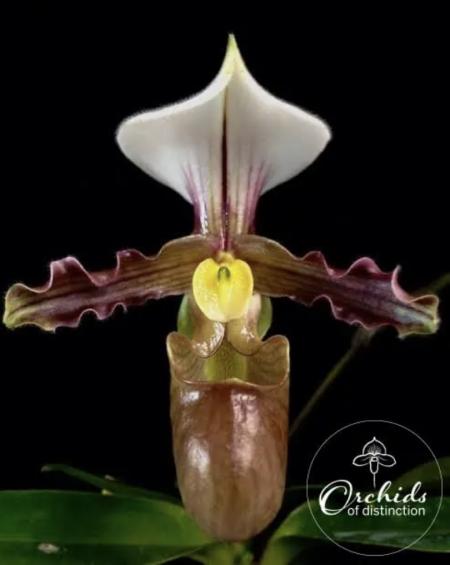 Paph tranlienianum (1 x 2)