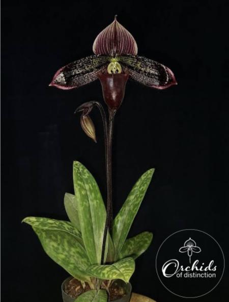 Paphiopedilum Macabre Tristar x self