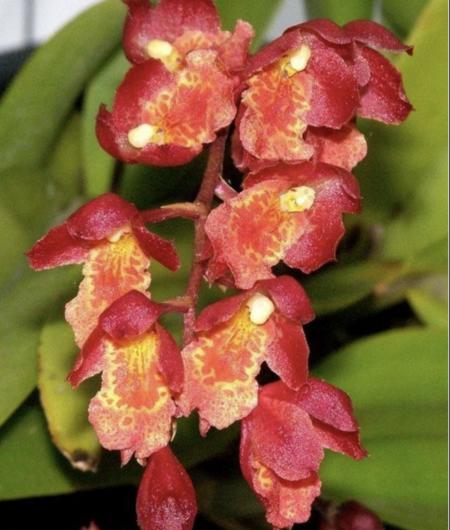 OoN Howeara Lava Burst Orchid Near Flowering Size 80mm Pots