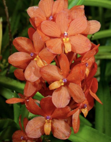 OoN Vanda Peaches (Neo Falcata X V Curvifolia) (Oranges / Pinks) Orchid 80mm Pots
