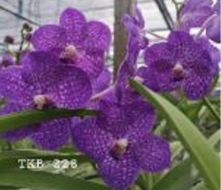 OoN Vanda Somsri Glory Blue Orchid 80mm Pots