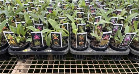 OoN 12 Assorted 80mm Dendrobiums Orchids Ready To Go