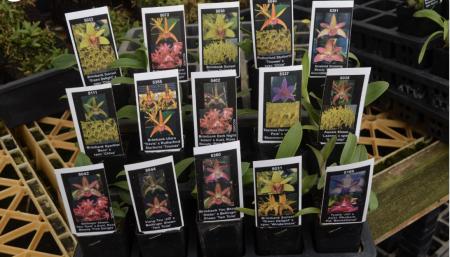 OoN 50 Assorted Dendrobium Tubes Orchids NEW Releases 20 Diff Xs NoPics