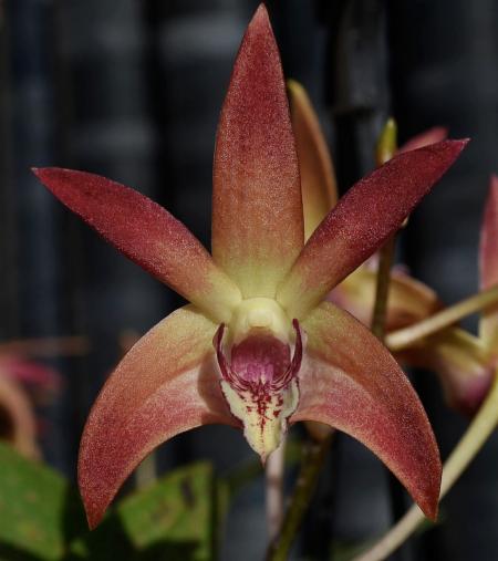 OoN Dendrobium Orchid 5035 Aussie Sheen X Spec Superstar 80mm Pots