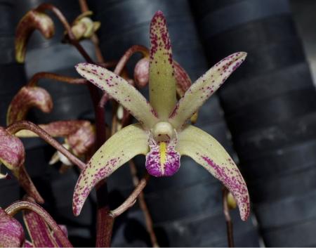 OON DENDROBIUM ORCHID 5058 SPECKLES SUNSET TIPSY CLONES 80MM POTS