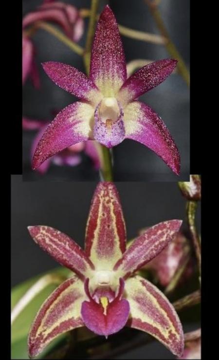 OoN Dendrobium Orchid 5360 Brimbank You Beauty X Bellinger Sheen 80mm Pots