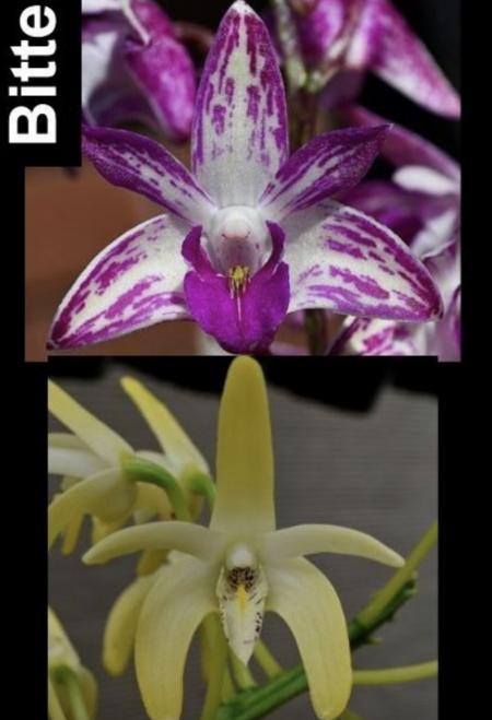 OoN Dendrobium Orchid 5420 Bittern (Vic Flare SVL  X Spec Amanda) 80mm Pots