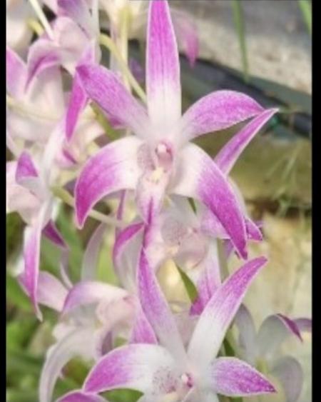 OON DENDROBIUM ORCHID NEWBOLD NORMAN GARDNER MERICLONES 80MMP