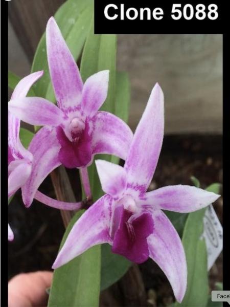 OoN Dendrobium Orchid Newbold Norms Delight Pam Mericlones 80mmP