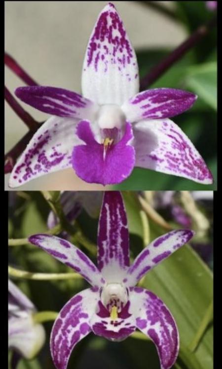 OoN Dendrobium Orchid SJS5116 Tyabb Heather AMX Flinders Sunshine 80mmPots