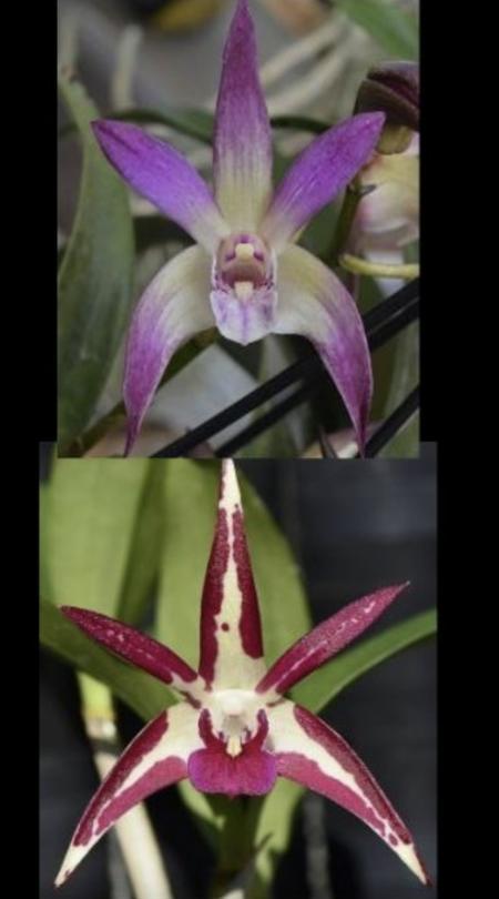 OON DENDROBIUM ORCHID SJS5335 STUNNING KIM X AUST COLOURFEST 80MMPOTS