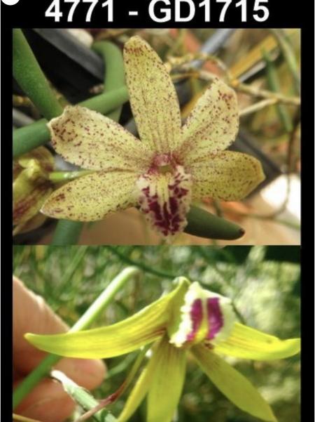 OoN Dockrillia 4771GD1715 Amphion Aspis X Hot N Grumpy Yellow Orchid 110mmP