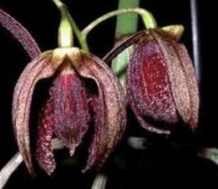 OoN Dockrillia 4776/GD1720 Grumpy George X Fuliginosa Les Orchid 110mmP