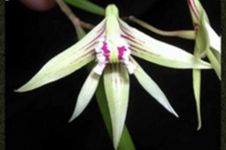 OoN Dockrillia 5860/GD2107 Grumpy George X Schoenina C Orchid 68mmP