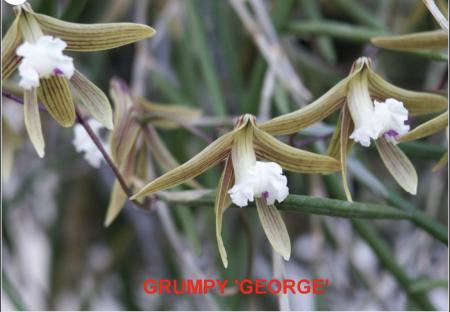 OoN Dockrillia GD 1813 Grumpy G X Sp Aff Calamiformis Orchid 80mmP 4921