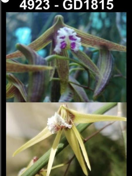 OoN Dockrillia GD 1815 Hot&Grumpy X (Doli XSuperRuffles) Orchid 4923 85mmBP