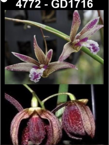 OoN Dockrillia GD1716/4772 Kalon ByrneDimos PW X Fuliginosa Les Orchid 110mmP