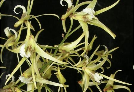 OoN Dockrillia GD1808 Waverley Splendour (Teret X AustSunB) Orchid 80mmP 4916