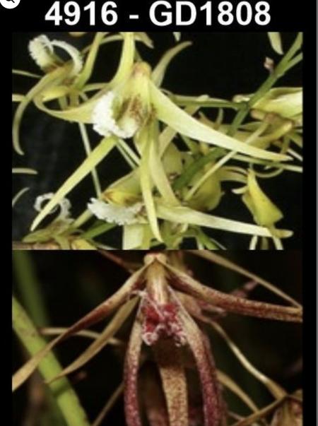 OoN Dockrillia GD1808/4916 Waverley Splendour (Teret X AustSunB) Orchid 85mmBP