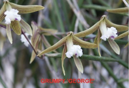 OoN Dockrillia 4919/GD1811 Fairfaxii X Grumpy George Orchid Mounts Std