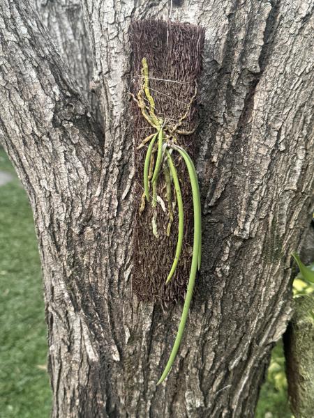 Mounted Dockrillia teretifolia