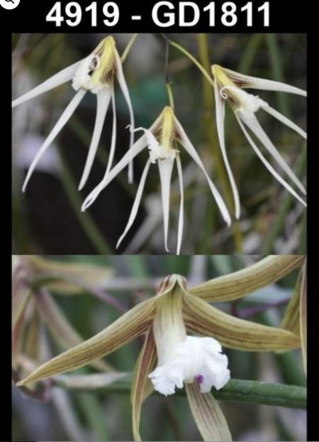 OoN Dockrillia 4919/GD1811 Fairfaxii X Grumpy George Orchid 85mmBPot