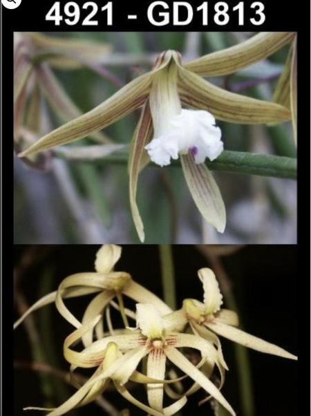 OoN Dockrillia 4921/GD1813 Grumpy G X Sp Aff Calamiformis Orchid 85mmBP