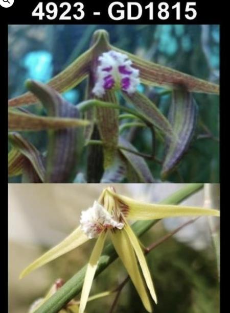 OoN Dockrillia GD1815/4923 Hot&Grumpy X (Doli XSuperRuffles) Orchid (B) 85mmBP