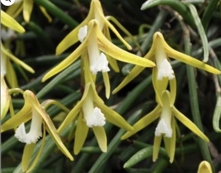 OoN Dockrillia Striolata Middle Roll Ridge Species Orchid 80mm Pot (G)