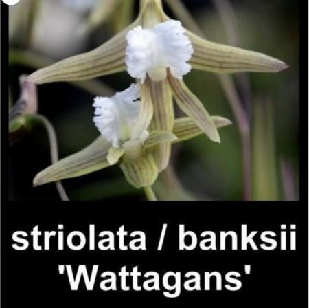 OoN Dockrillia Striolata Banksii / Wattagans Species Orchid Tree Fern Mounts