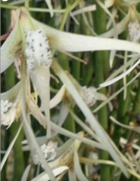 OoN Dockrillia Teretifolium Species Orchid Cedar Mounts