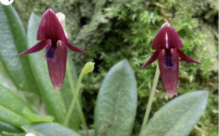 OoN Bulbophyllum Macphersonii Miniature Species Orchid Mounted On Cork FS