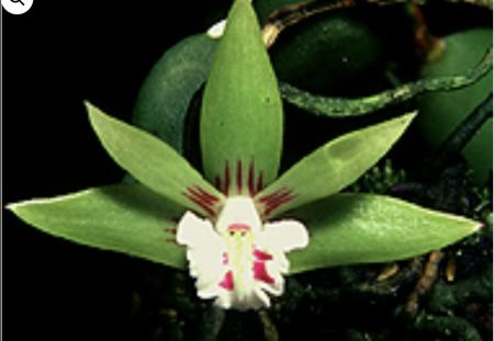 OoN Dockrillia Orchid Pugioniforme Species Mounted (Std180TP)